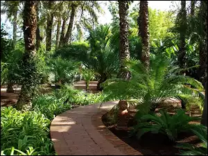 Maroko, Egzotyczny, Ogród, Palmowy, Marrakesz