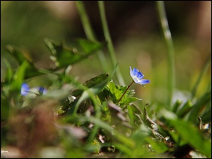 Trawa, Niebieski, Kwiatek