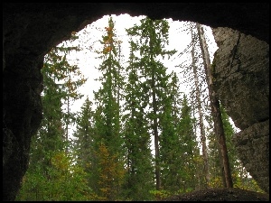 Skały, Drzewa, Jaskinia