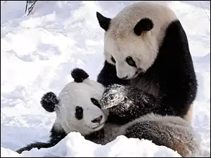 Śnieg, Dwie, Pandy