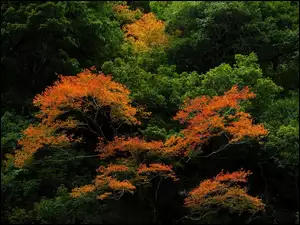 Liście, Kolorowe, Drzewa