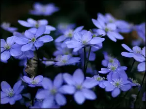 Ogród, Niebieskie, Kwiatuszki