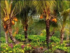 Kwiaty, Ogród, Kokosowy