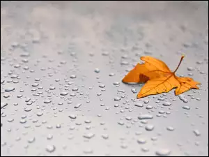 Jesienny, Deszczu, Liść, Krople