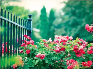 Ogrodzenie, Park, Róże
