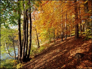 Jesień, Rzeka, Skarpa, Drzewa