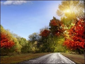 Drzewa, Słońca, Droga, Jesień, Kolorowe, Promienie