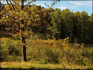 Jesień, Las, Drzewa, Jezioro, Trawa