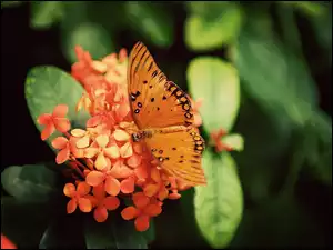 Piękny, Kwiatuszki, Motyl, Pomarańczowe