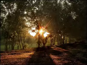 Słońca, Park, Promienie