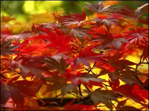 Jesień, Klon Palmowy, Czerwone, Kolorowe, Liście