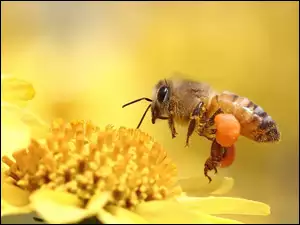 Pszczoła, Kwiat