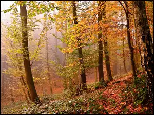 Jesień, Las, Liście, Drzewa, Światło