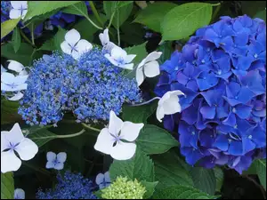 Ogród, Niebieskie, Kwiaty