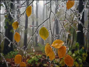 Jesień, Lód, Drzewa, Liście