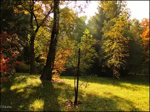 Jesień, Drzewa, Jesienne, Kolorowe, Liście
