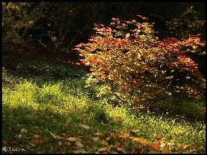 Jesień, Kolorowe, Drzewko, Liście, Trawa