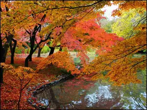 Jesień, Rzeka, Drzewa, Kolorowe, Park