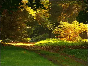 Ścieżka, Jesień, Ogród, Drzewa