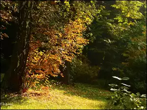 Liście, Jesień, Brzoza, Drzewa, Kolorowe