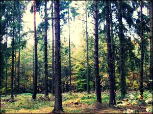 Las, Światła, Polana, Błysk
