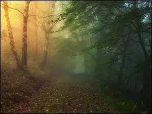 Jesień, Las, Liście, Mgła, Światło