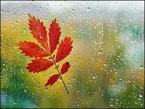 Szyba, Liść, Deszcz, Jesienny