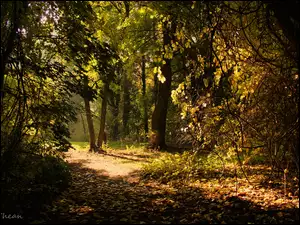 Jesień, Ogród, Ścieżka, Drzewa, Liście