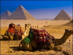 Wielbłądy, Egipt, Piramidy