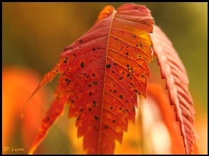 Liść, Czerwony, Jesienny