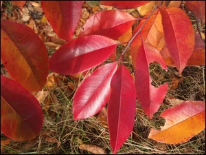 Barwy, Jesieni