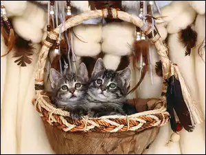 Kotki w koszyku