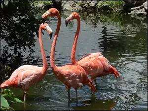 Woda, Trzy, Flamingi
