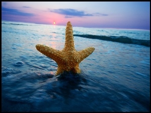 Morze, Rozgwiazda, Zachód, Słońca