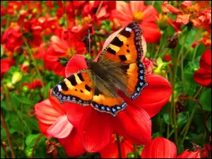 Piękny, Ogród, Motyl, Kwiaty