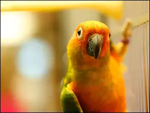 Kolorowa, Papuga