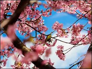 Kwitnące, Rozmycie, Drzewo, Ptak