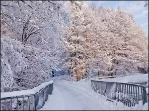 Most, Drzewa, Zima, Oszronione