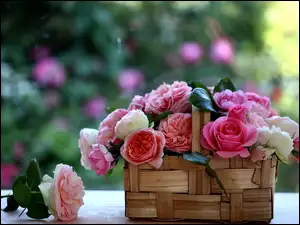 Róże, Pleciony, Koszyk