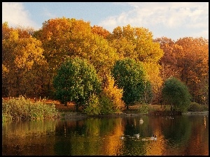 Jezioro, Jesień, Kaczki, Park
