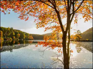 Jesień, Drzewo, Jezioro, Lasy