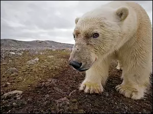 Polarny, Arktyka, Niedźwiedź