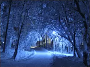 Drzewa, Zima, Park, Śnieg, Droga