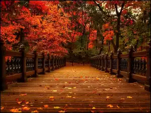 Kolorowe, Liście, Most, Jesień, Park, Drzewa