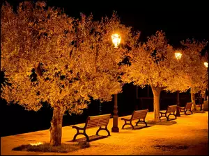 Noc, Park, Ławki, Drzewa, Lampy