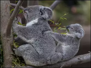 Rodzinka, Misie, Koala