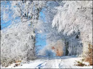 Zima, Drzewa, Droga, Oszronione