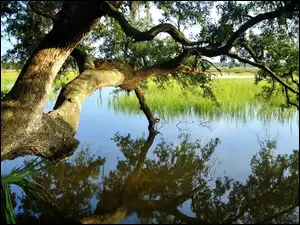 Jezioro, Drzewo, Gałęzie