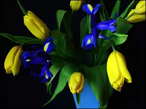 Wazon, Żółte, Irysy, Tulipany, Niebieski