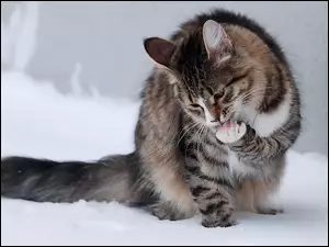Zima, Kot, Śnieg